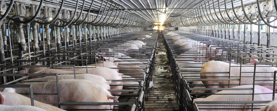 DUALRAYS D6 LED Triproof Light Project 01 DUALRAYS D6 LED Triproof Light Project 01